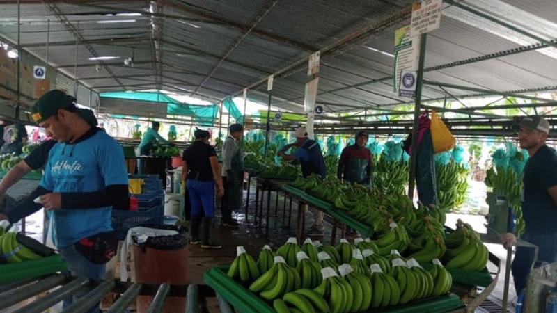 Banano orgánico peruano mantiene el precio, pero sufre por la caída de volúmenes y la falta de agua
