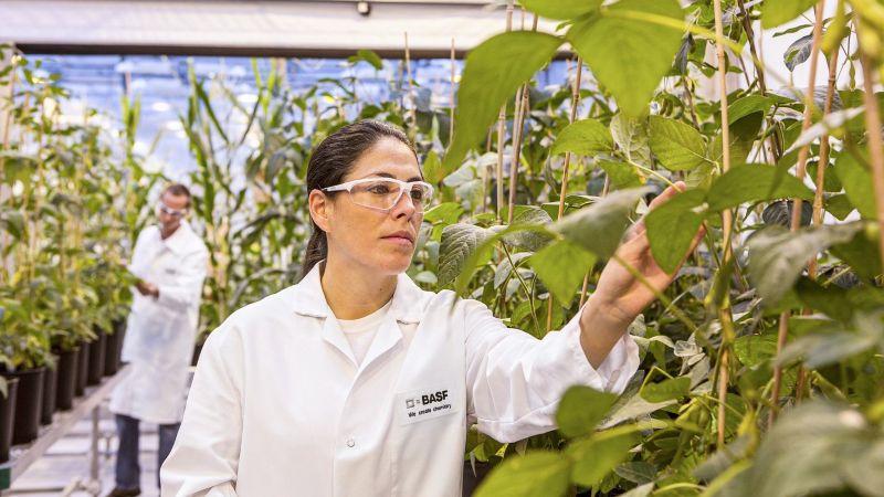 BASF escoge a Cytoperu como distribuidor exclusivo para el sector agroindustrial