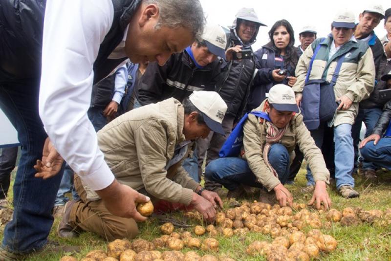 BASF proyecta cerrar el año con 30% de crecimiento en ventas en su portafolio de productos para cultivos de papa en Perú