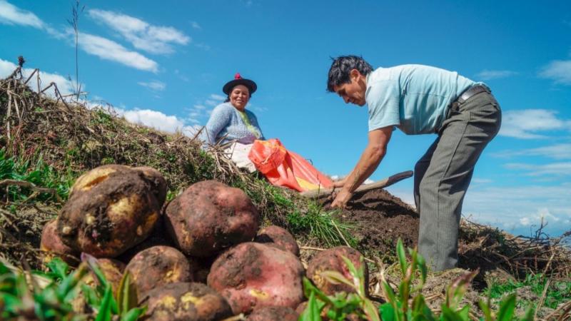 BCR: actividad agropecuaria creció 13.4% en octubre de 2024