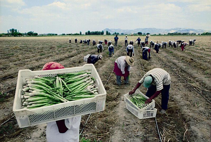 BCR eleva la proyección de crecimiento el sector agropecuario para este año de 4% a 4.8%