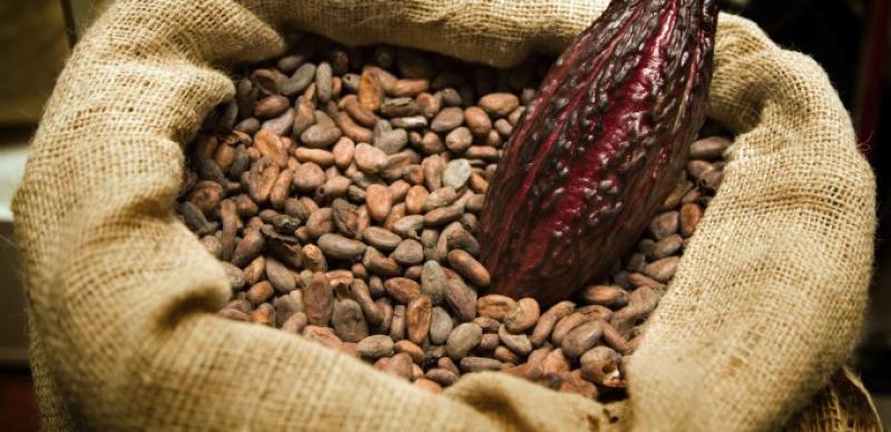 Bélgica y Países Bajos son los principales destinos del cacao peruano en grano