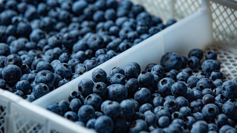 Beta impulsa el crecimiento del sector arándano en Perú con una expansión de hectáreas