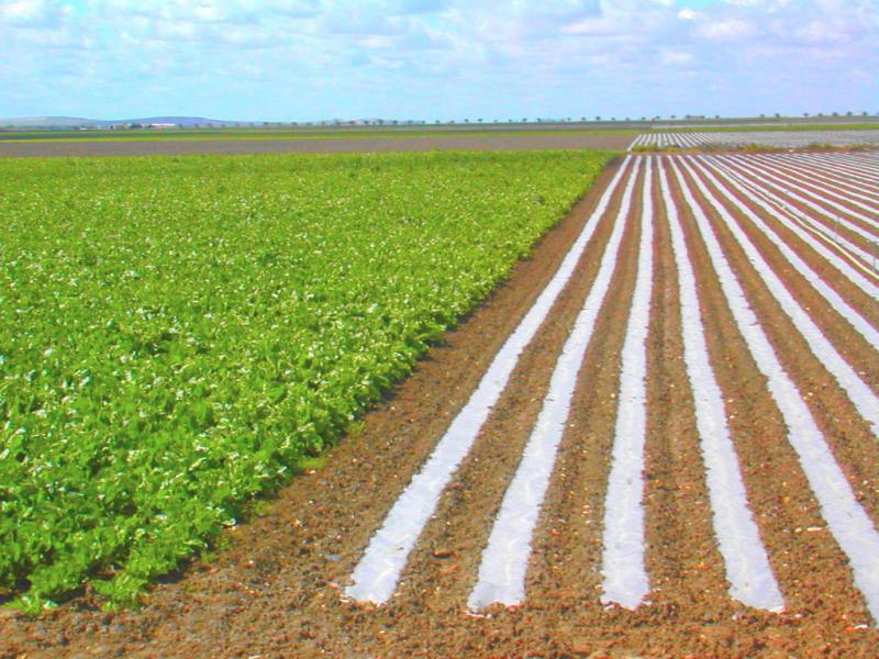 BIOFILTROS MEJORARÍAN CALIDAD DE AGUAS DE RIEGO