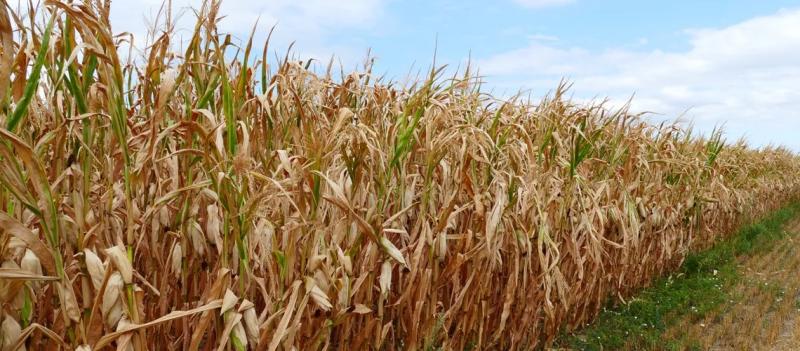 BM: Transformar nuestros sistemas alimentarios para tener personas, un medio ambiente y economías saludables