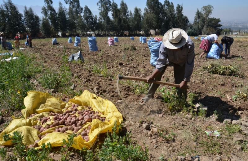 Bolivia anuncia instalación de dos plantas de procesamiento de ají y papa