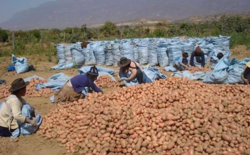 BOLIVIA: DÉFICIT DE 47.000 TONELADAS DE PAPA POR “EL NIÑO”