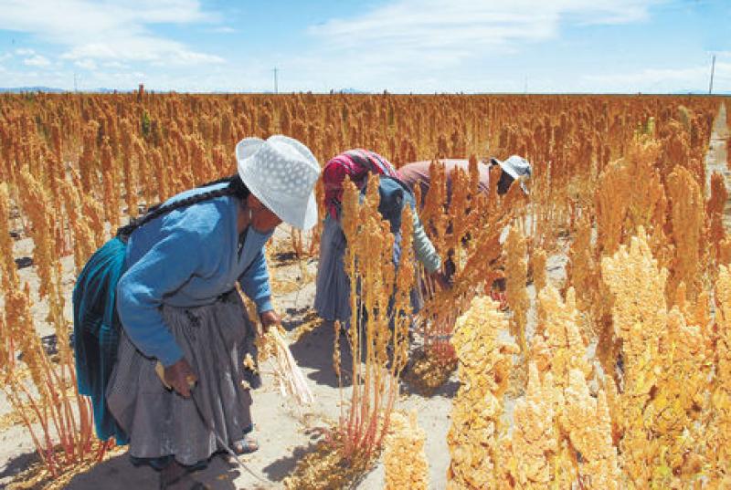 BOLIVIA: PRODUCTORES DE QUINUA PIDEN APOYO POR CAÍDA EN PRECIOS