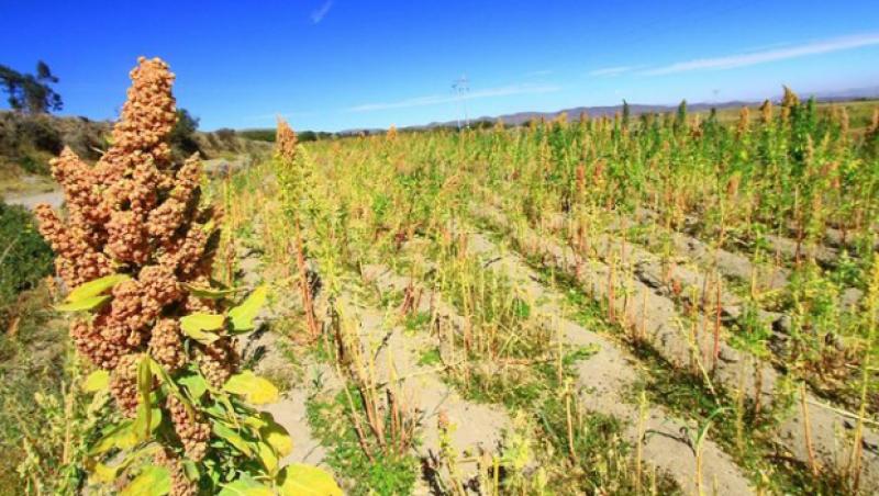 Bolivia: promueven Ruta de la Quinua Real Dulce de La Paz