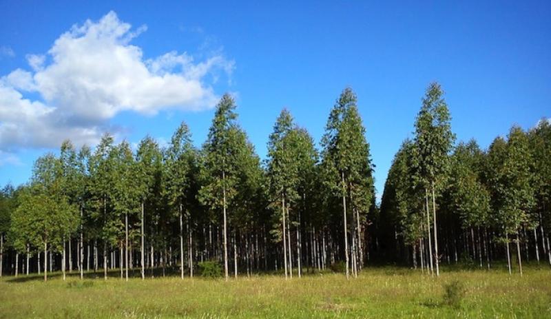 BOSQUES PUEDEN PREVENIR Y REDUCIR LA SALINIDAD DE LAS TIERRAS ÁRIDAS Y LA DESERTIFICACIÓN