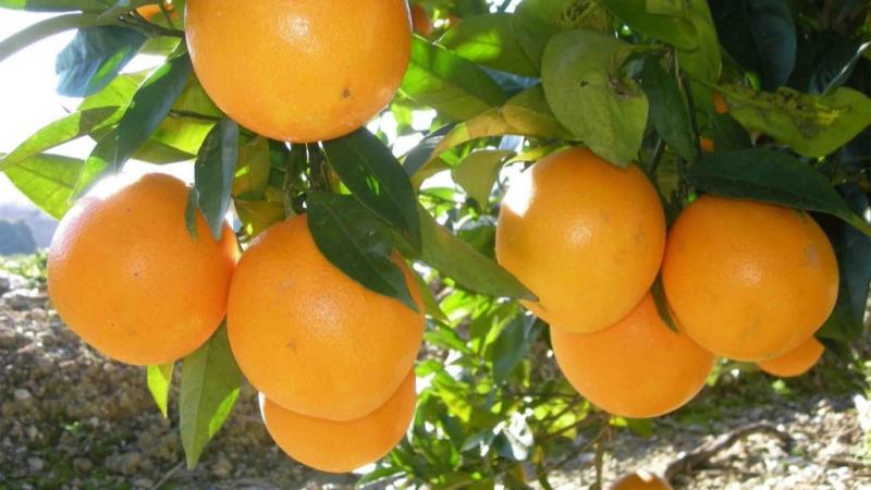Brasil lideró la producción mundial de naranjas en la campaña 2024/2025 con 13 millones de toneladas