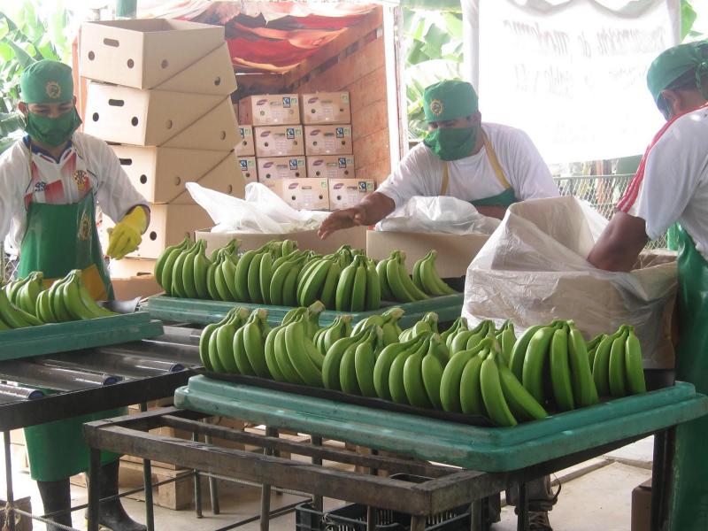 BRINDAN ASISTENCIA TÉCNICA A PRODUCTORES DE BANANO ORGÁNICO