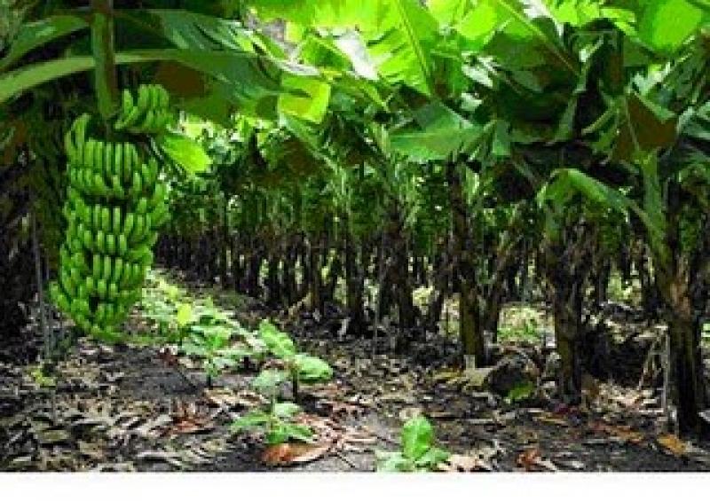 BUENAS PRÁCTICAS AGRÍCOLAS EN PRODUCCIÓN DE BANANO ORGÁNICO