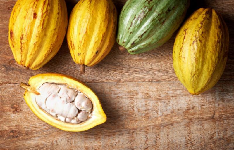 Cacao chuncho del Cusco se exportará bajo la marca “Kall Kakao”