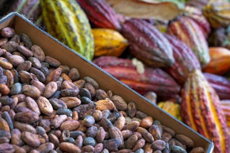 Cacao peruano despierta el interés de importadores alemanes