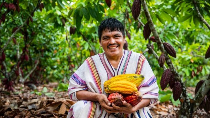 Cacaoteros asháninkas se asocian y conforman primera cooperativa