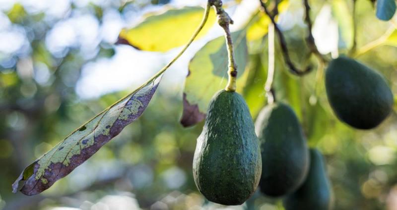 Cada vez hay más hectáreas de palta en Colombia