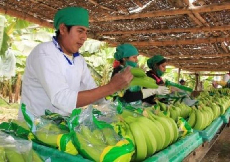 CAE LA DEMANDA DE BANANAS ORGÁNICAS