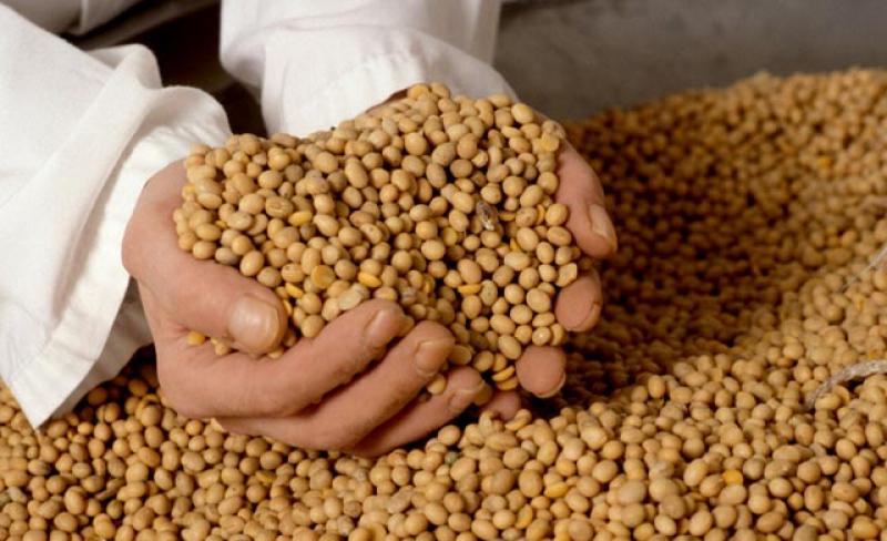 CAE PRECIO DE SOYA POR PREVISIÓN DE COSECHA RÉCORD EN BRASIL