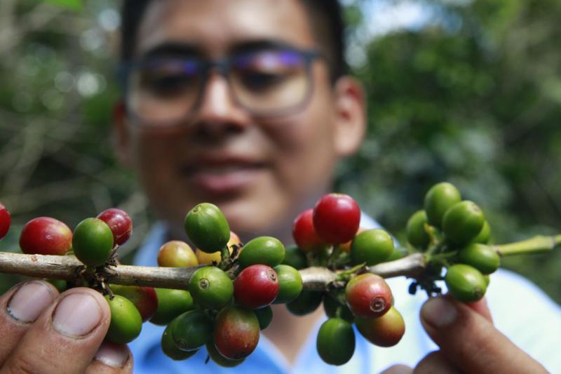 Café peruano cuenta con 2 denominaciones de origen otorgadas por el Indecopi