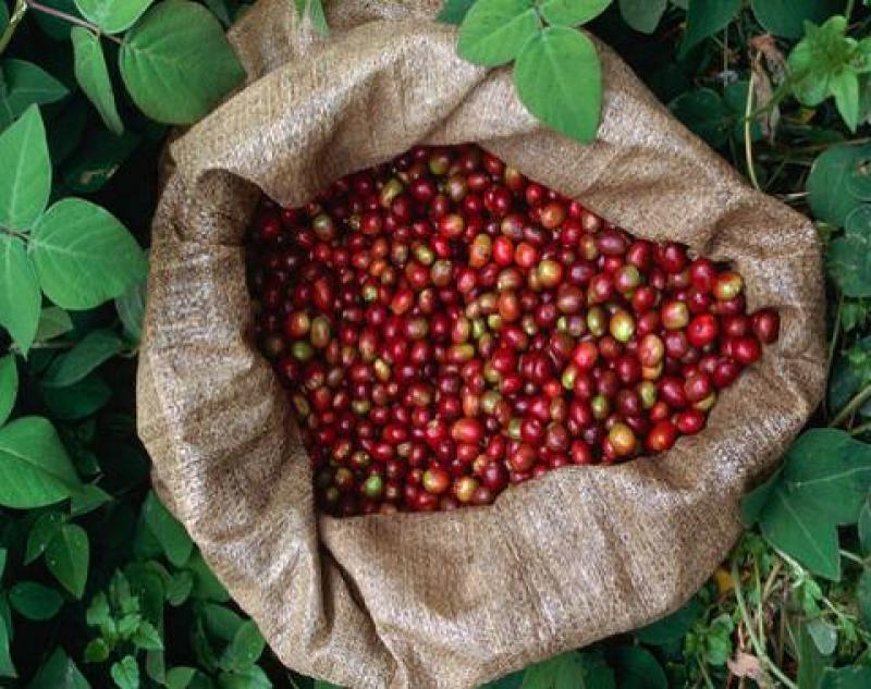 CAFÉ QUECHUA DE CECOVASA GANA CONCURSO EN EE.UU.