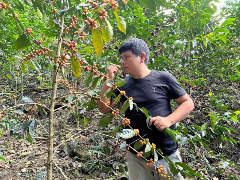 Caficultor Edwin Quea, gana tres medallas de oro y una de plata en Francia por sus cafés especiales