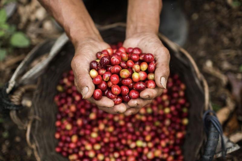 Caficultores en Perú prueban con nuevo híbrido ante posible caída de producción en 2023