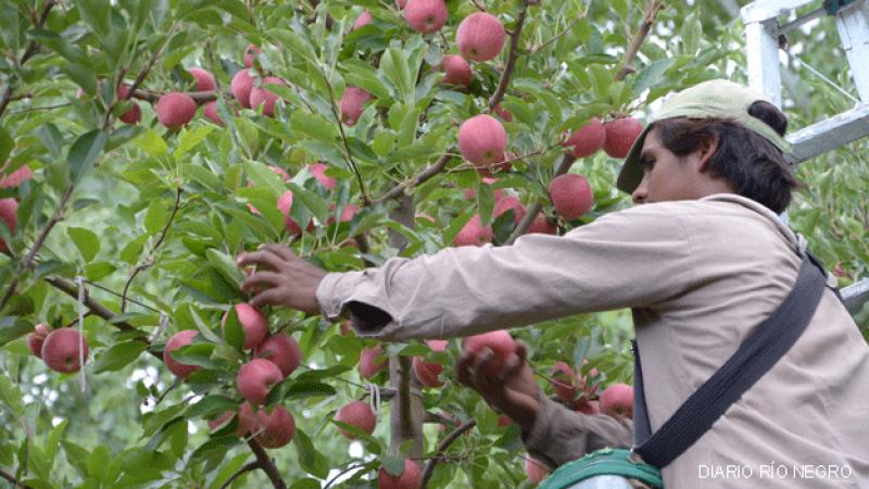 CAÍDA DE 30% EN PRODUCCIÓN Y CONTEXTO INTERNACIONAL FRENAN EXPORTACIÓN DE MANZANAS ARGENTINAS