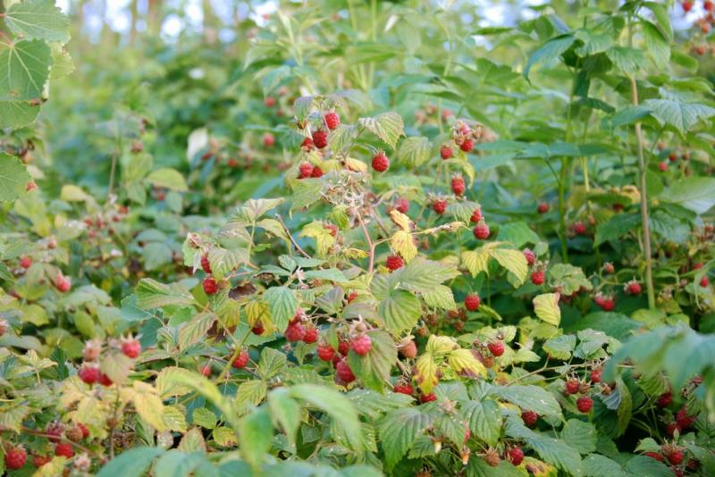 CAJAMARCA: 5 MILLONES DE PLANTAS DE FRAMBUESAS SE INSTALARÁN EN 600 HAS