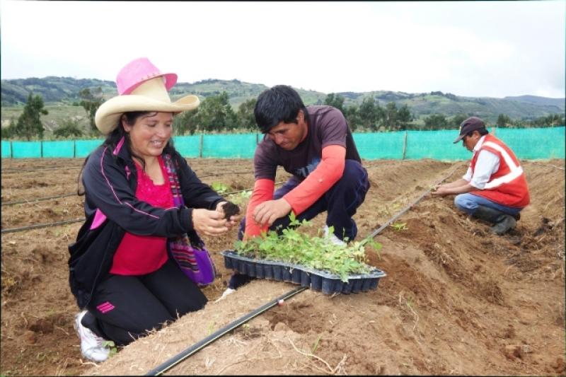 CAJAMARCA APUNTA A CONVERTIRSE EN LA “CAPITAL NACIONAL DE LAS FRAMBUESAS”