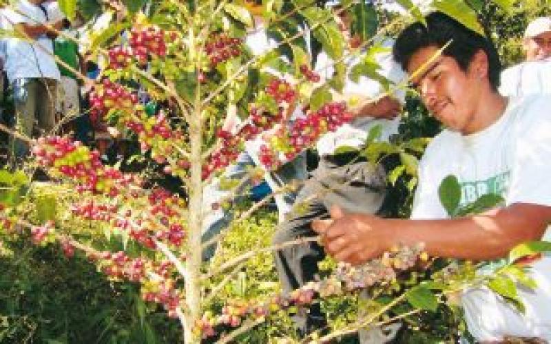 CAJAMARCA LIDERA EXPORTACIONES AGRÍCOLAS TRADICIONALES