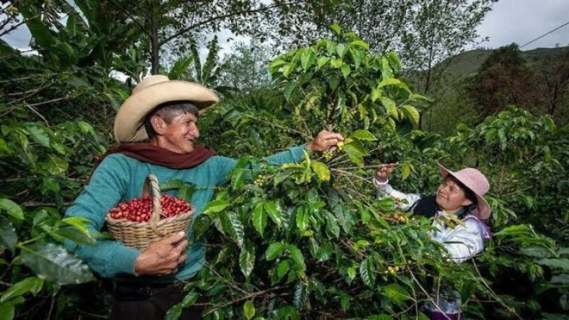 Cajamarca lidera las exportaciones de café y concentra la mitad del mercado nacional