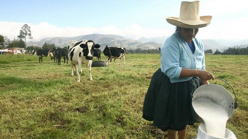 Cajamarca produce 1.2 millones de litros de leche al día