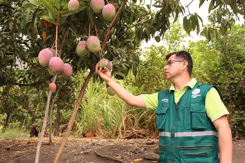 Cajamarca: Senasa monitoreará 18.399 hectáreas frutícolas en Alto Jequetepeque este año