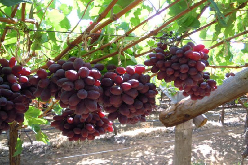 Cambio climático podría reducir un tercio los rendimientos de las frutas y hortalizas