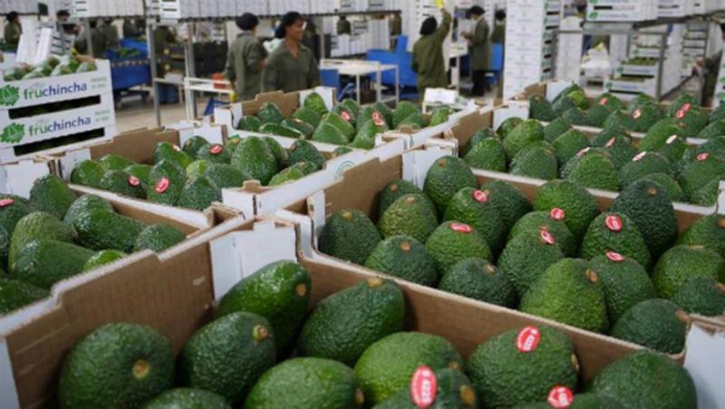 Campaña 2025 de palta peruana tiene expectativas positivas