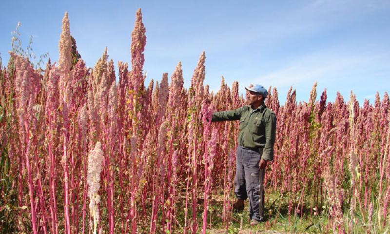 “Campo Verde”, la asociación ayacuchana que se industrializa y expande su negocio con la quinua orgánica