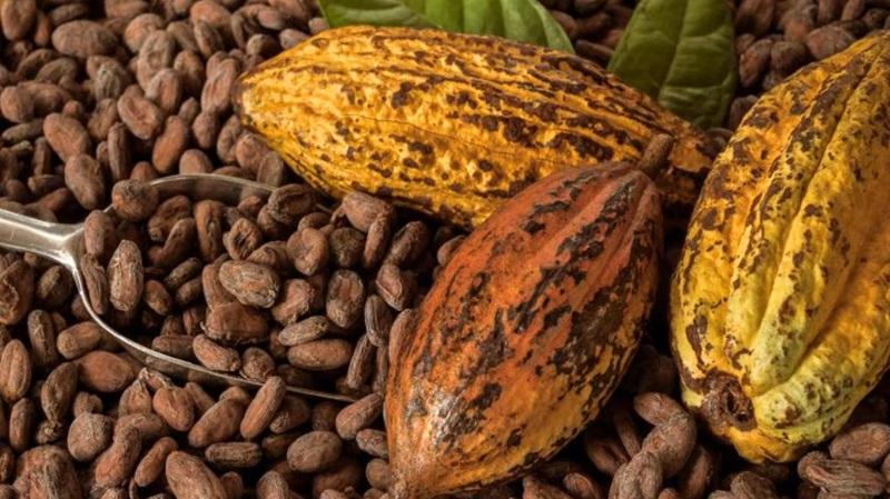 Campo Verde mira Asia para crecer con envíos de café y cacao orgánico