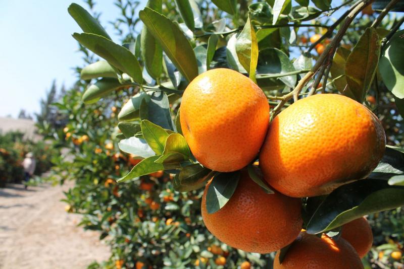 CAMPOSOL APUESTA POR LA DIVERSIFICACIÓN CON LA MANDARINA