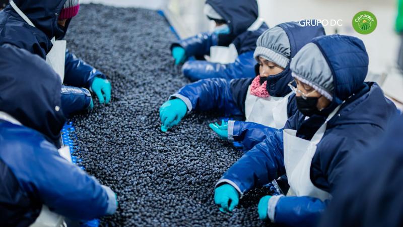 Camposol destaca su primer despacho de arándanos peruanos vía marítima al puerto de Kaohsiung