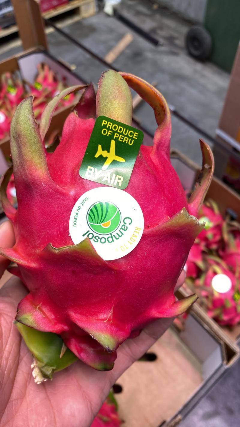 Camposol envía primer contenedor peruano de pitahaya a Europa