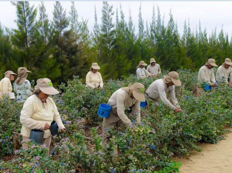 Camposol es premiada por sus buenas prácticas laborales