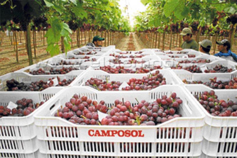 CAMPOSOL EXPORTARÍA 7.200 TONELADAS DE UVA DE MESA EN LA PRESENTE CAMPAÑA