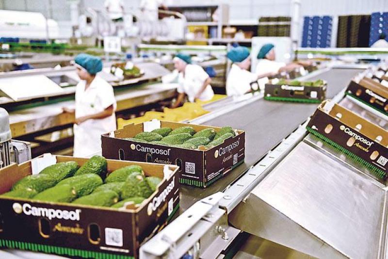 CAMPOSOL EXPORTARÍA 950 CONTENEDORES DE PALTA HASS AL CIERRE DE LA PRESENTE CAMPAÑA