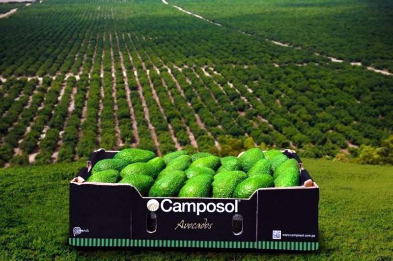 Camposol priorizará packing de palta