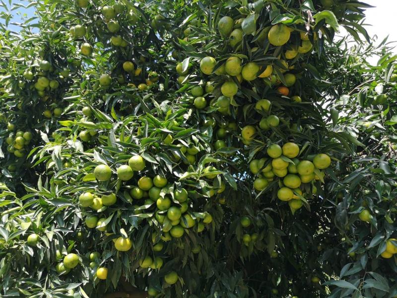 Camposol proyecta emplear hasta 600 personas en el pico de la campaña de mandarina en Uruguay