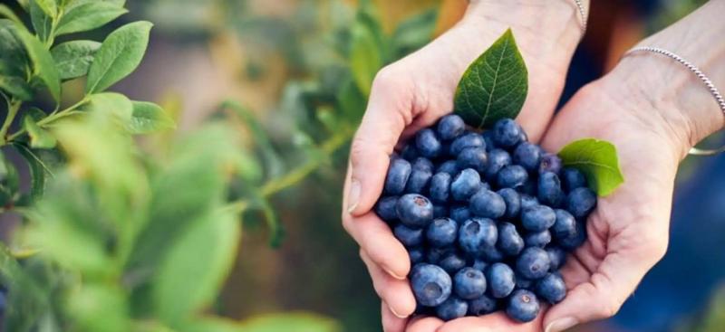 Camposol proyecta producir 100 mil toneladas de arándanos en los próximos años