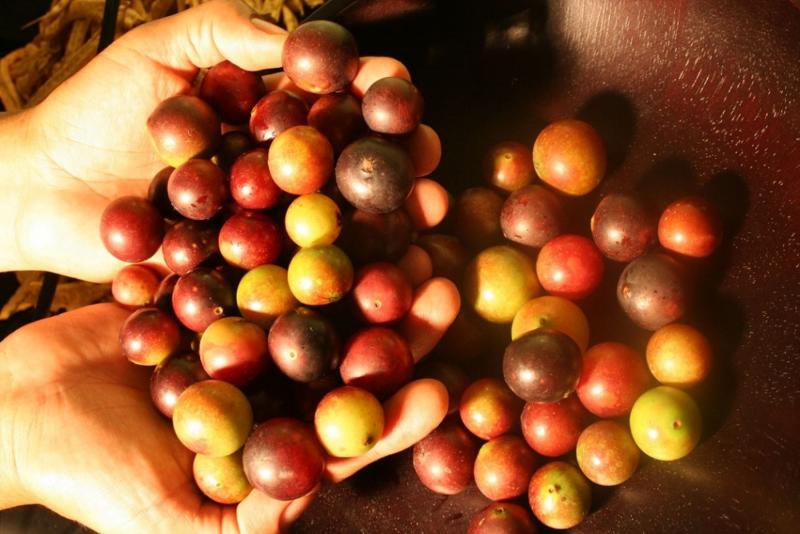 Camu camu peruano llegó a 16 mercados en primer trimestre de 2023