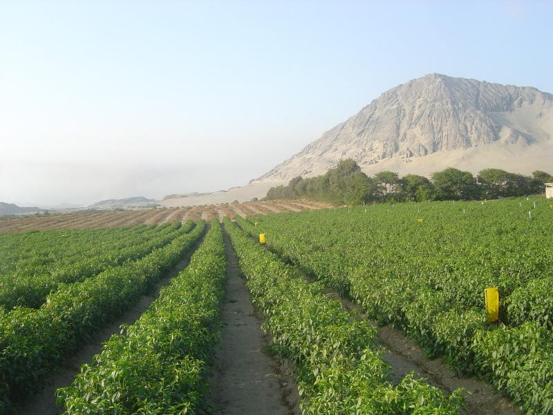 CAÑA DE AZÚCAR REPRESENTA 78% DE TIERRAS SEMBRADAS EN PROYECTO OLMOS