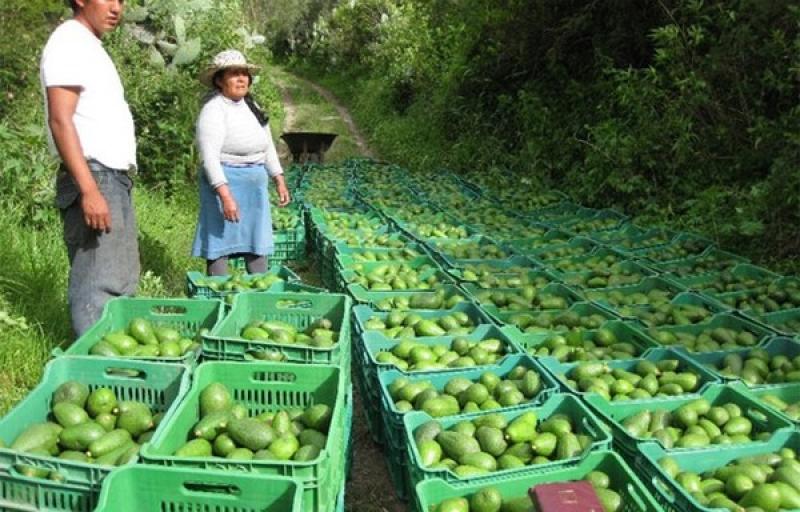 CANCELACIÓN DEL VETO DE EE.UU. A PALTA HASS DE COLOMBIA IMPULSA LA EXPORTACIÓN